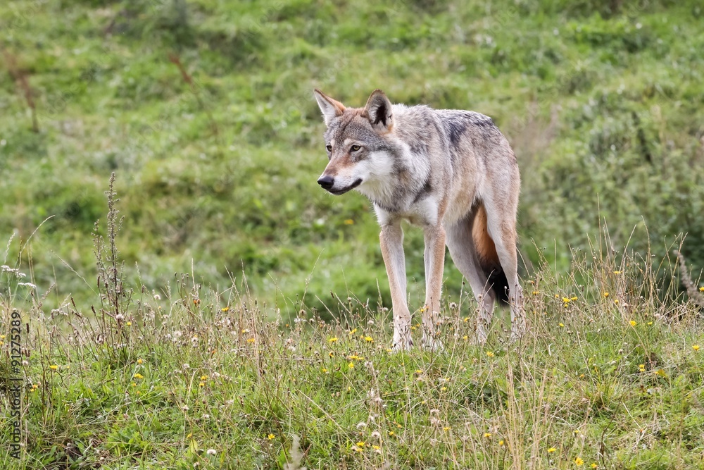 Wolf in the nature 