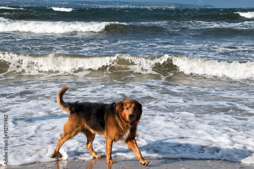 Hund in der Ostsee bei starkem Wellengang