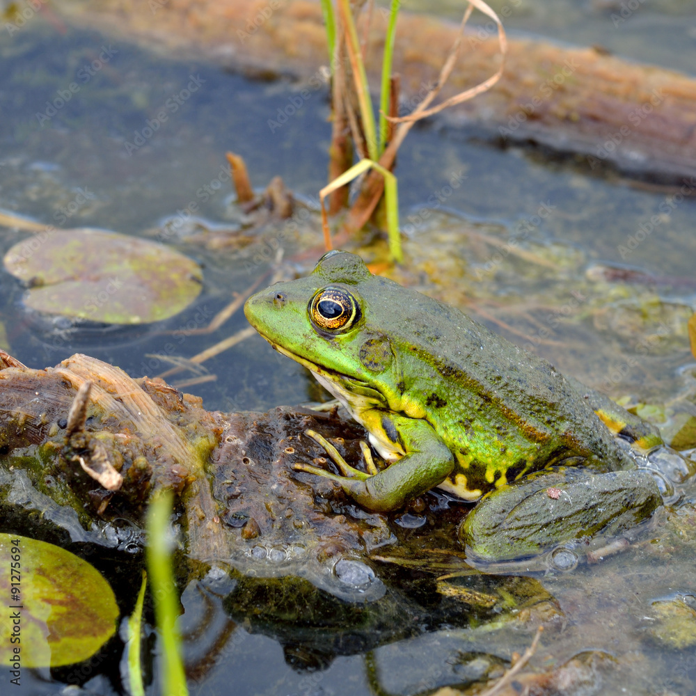 Green frog on green leaves on the lake Green frog on green leaves on the lake