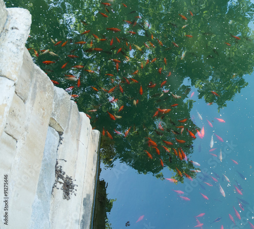 Obraz na plátně Poissons rouges