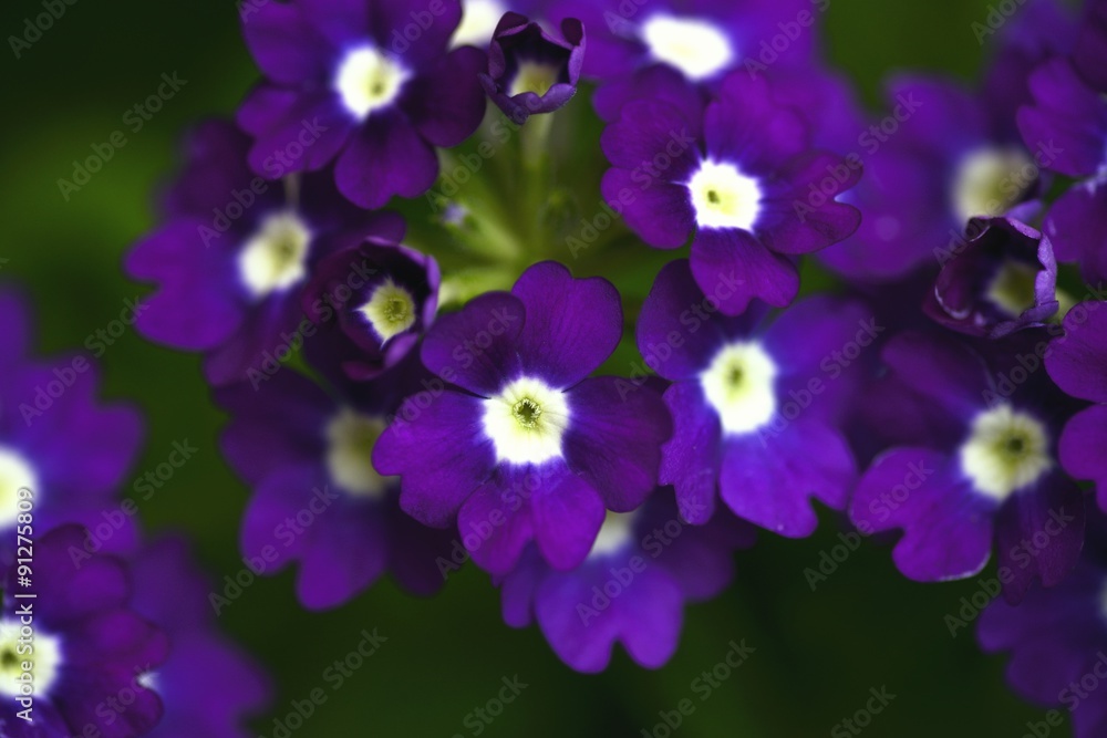 Obraz premium violet flowers