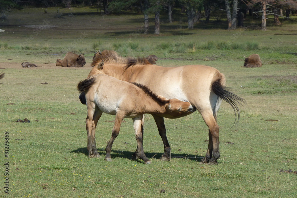 Fototapeta premium Cheval et son petit