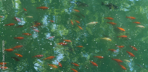Canvas Print Poissons rouges