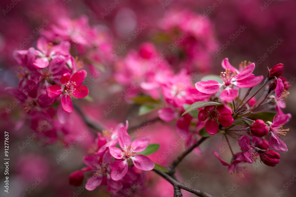 Malus pumila - Beautiful gentle lovely pink fragrant spring flowers of a paradise apple-tree in small DOF