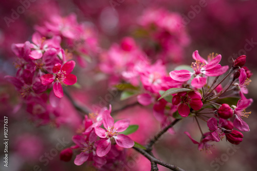 Malus pumila - Beautiful gentle lovely pink fragrant spring flowers of a paradise apple-tree in small DOF