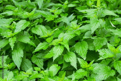 stinging nettle