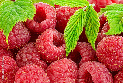 Ripe raspberries with leaves close-up as a background