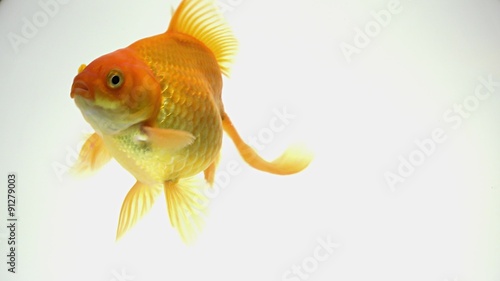 goldfish swimming in an aquarium, close up