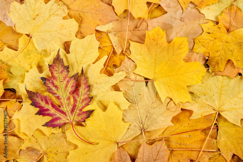 red and yellow autumn leaves background