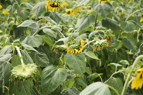 Fototapeta Naklejka Na Ścianę i Meble -  Sunflowers blossom wither by sunlight   
