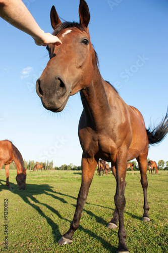 Horse on pasture © alexmia
