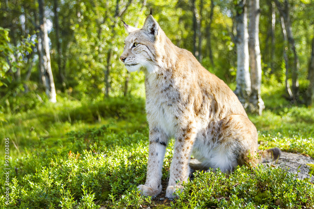 Fototapeta premium One eurasian lynx sitting in the green forest