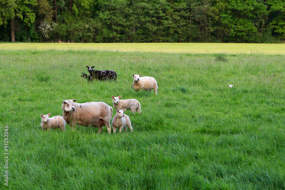 Sheeps standing on green field Sheeps standing on green field