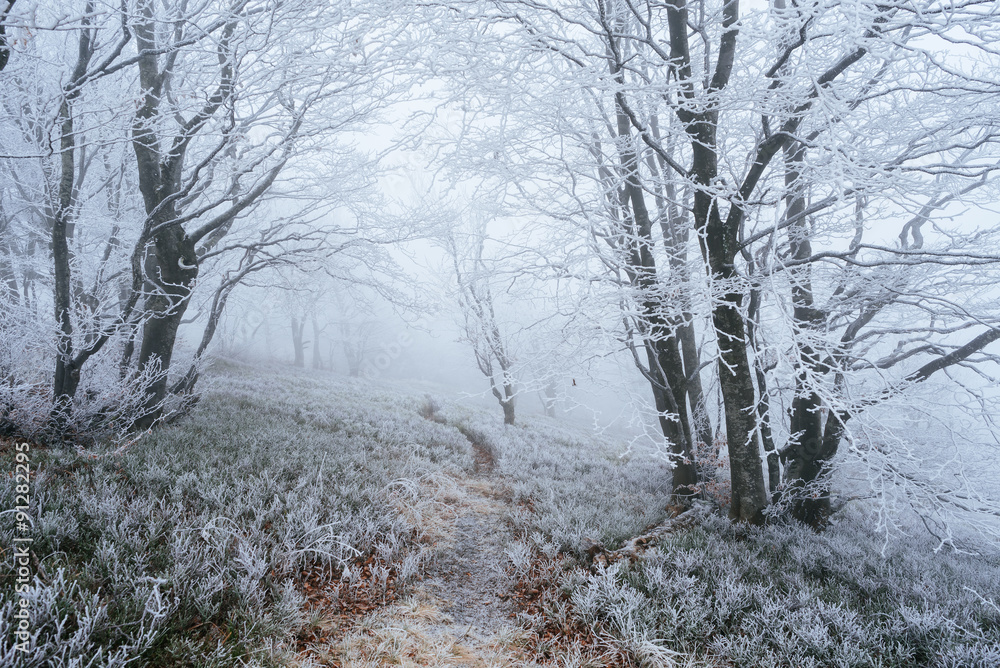 Rime and the path in the mountain forest Rime and the path in the mountain forest