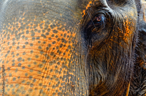 Eye elephant in the background