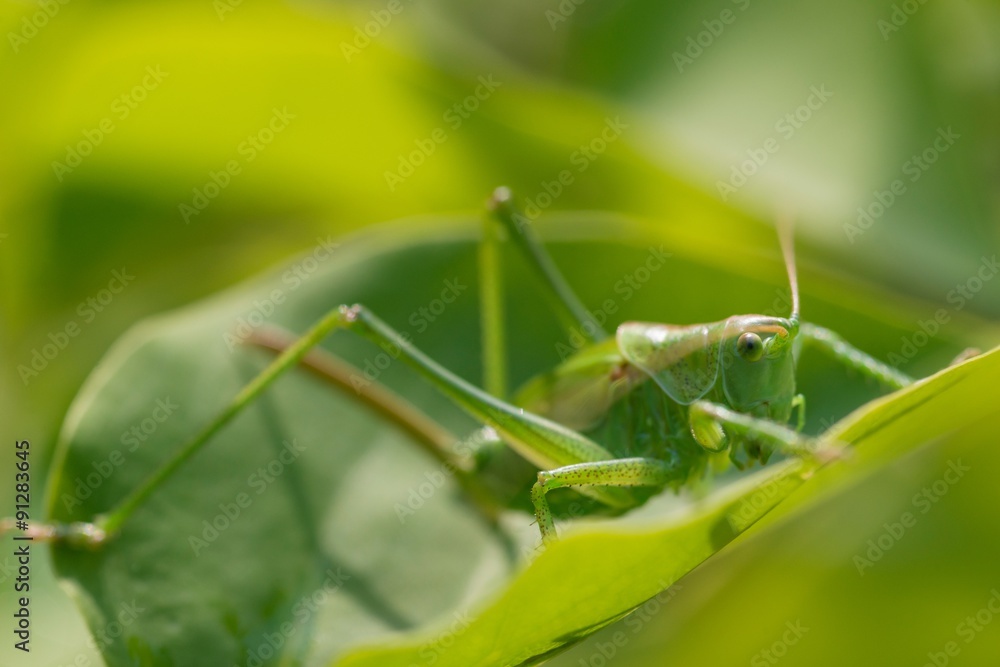Grünes Heupferd (Tettigonia viridissima), Larve, Weibchen, Niedersachsen, Deutschland Grünes Heupferd (Tettigonia viridissima), Larve, Weibchen, Niedersachsen, Deutschland