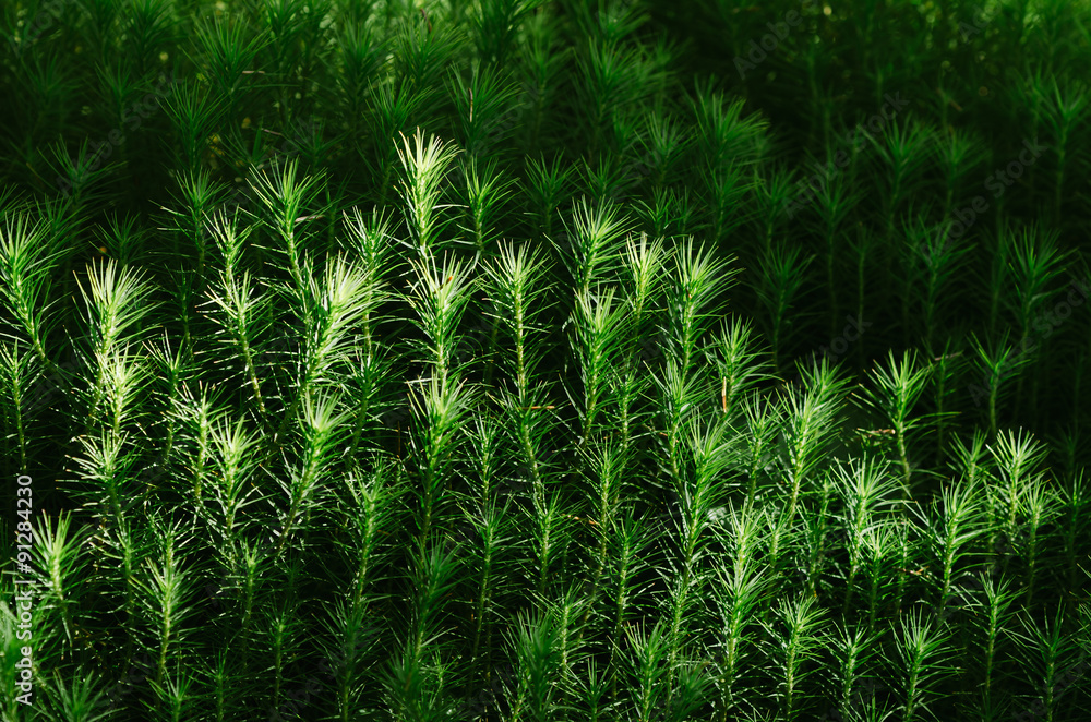 Wood moss Wood moss