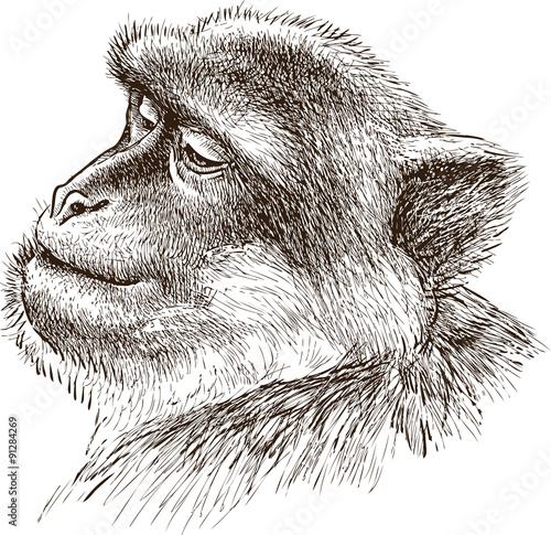 smiling monkey