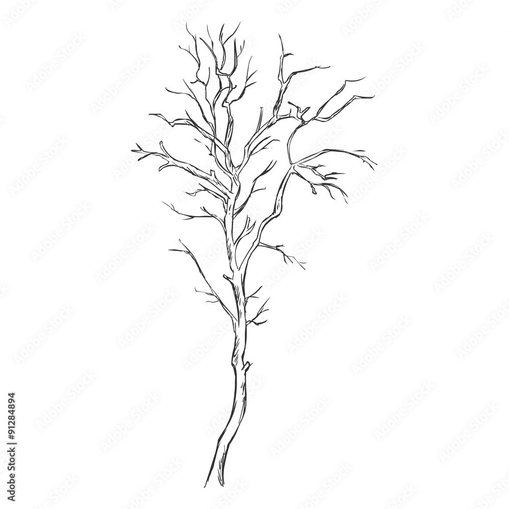 Vector Single Sketch Bare Tree Vector Single Sketch Bare Tree