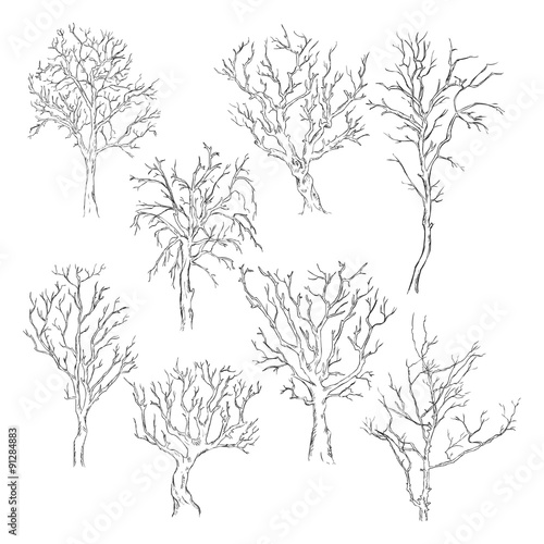 Vector Set of Sketch Bare Trees