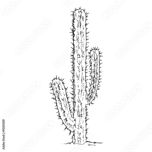 Vector Single Sketch Cacti