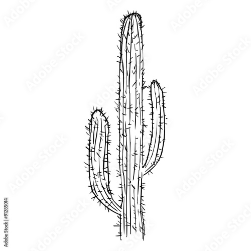 Vector Single Sketch Cacti