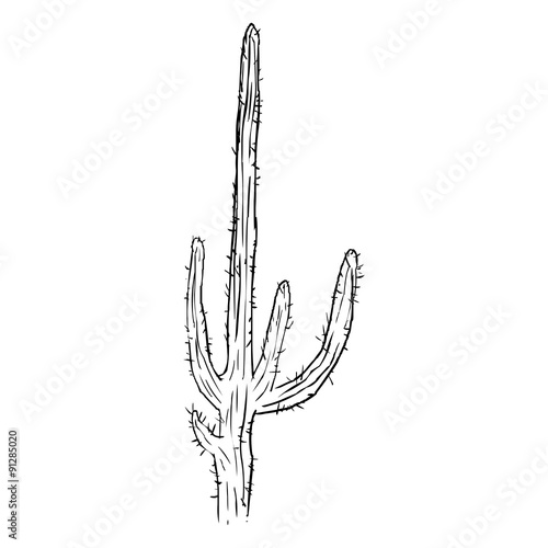 Vector Single Sketch Cacti
