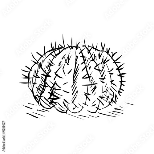 Vector Single Sketch Cacti