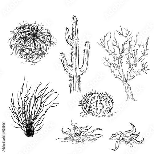 Vector Set of Sketch Cactuses and Desert Plants photo