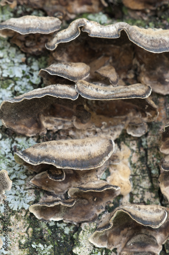 Timber fungus