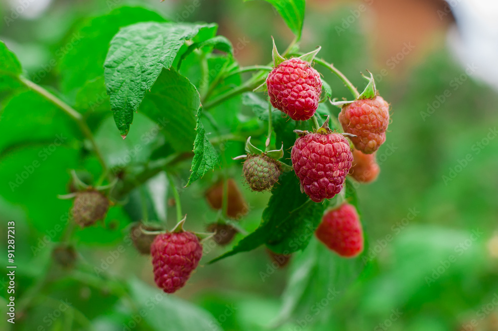 Raspberry Bush. Growing Berries in the fruit garden Raspberry Bush. Growing Berries in the fruit garden