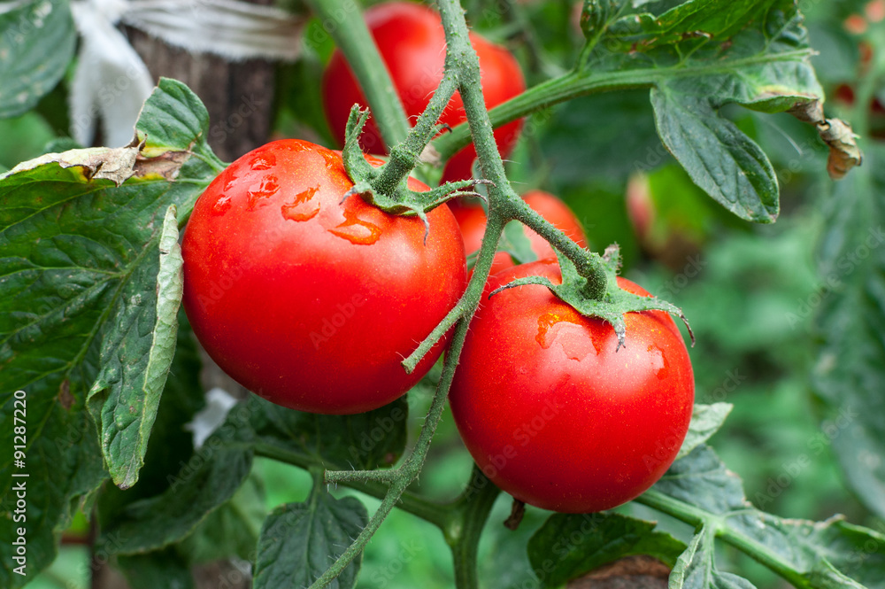 Tomatoes growing in the garden