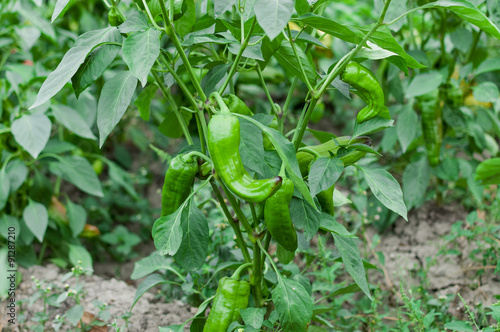 Plant of growing green pepper