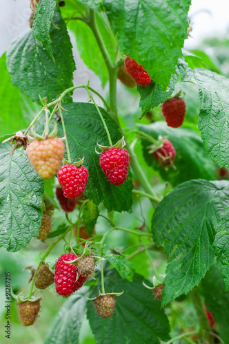 Raspberry Bush. Growing  Berries in the fruit garden