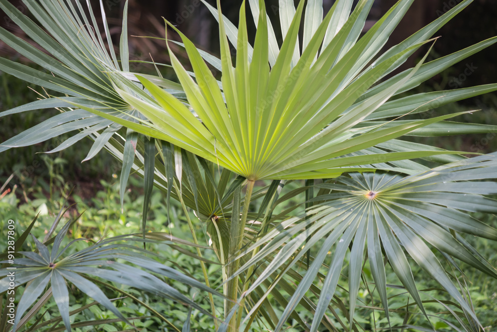 Fototapeta premium Palm tree