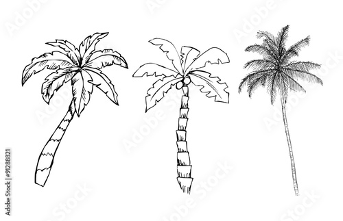Palm trees on white background
