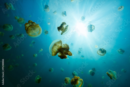 Jellyfish Lake