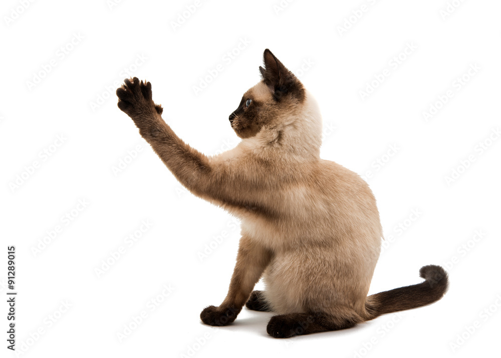 Siamese cat isolated Siamese cat isolated