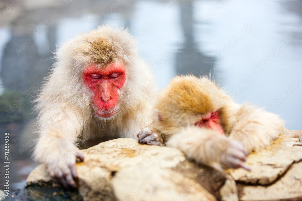 Fototapeta premium Snow Monkeys