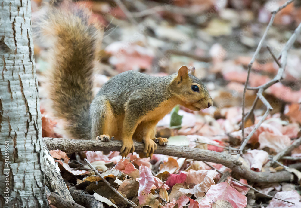 Fox Squirrel (Sciurus niger) Fox Squirrel (Sciurus niger)