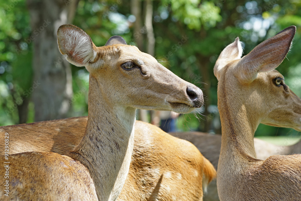 group of brow antlered deer in the zoo group of brow antlered deer in the zoo