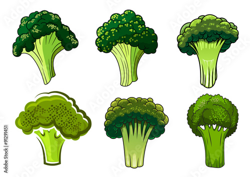Isolated green ripe broccoli vegetables