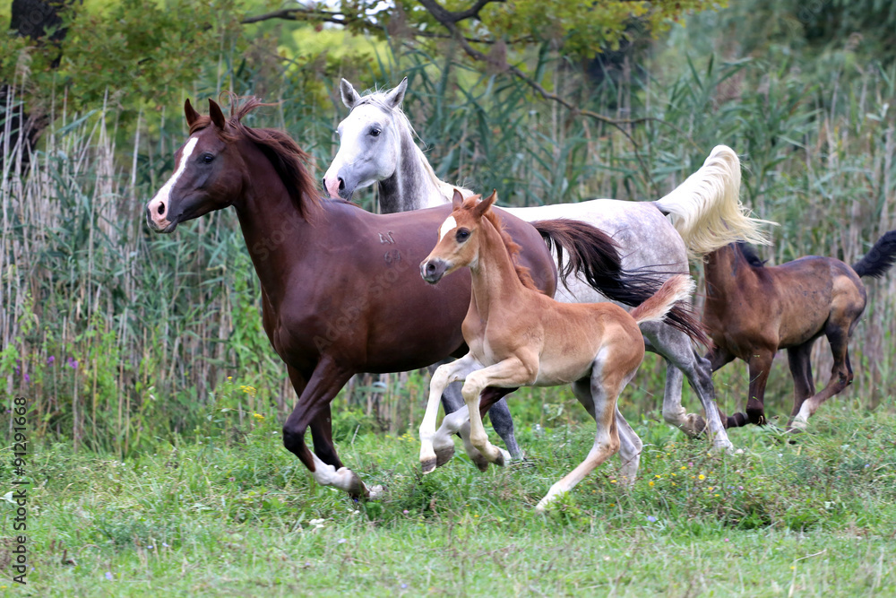 Group of arabian horses galloping on beautiful natural environme Group of arabian horses galloping on beautiful natural environme