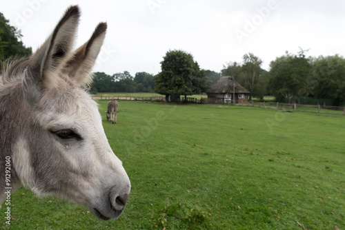 White , gray donkey in a pasture © digital-photodesign