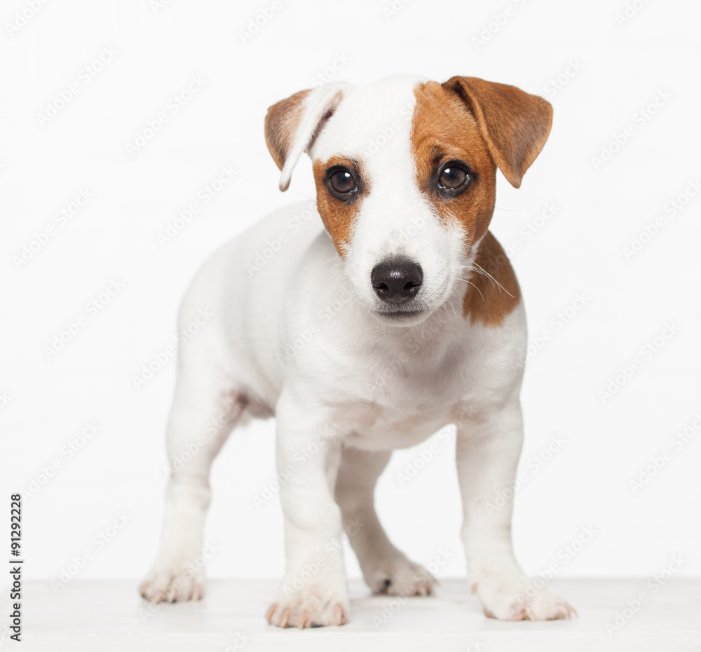 Puppy Puppy