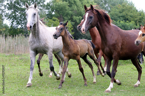 Herd of horses running through the meadow summertime