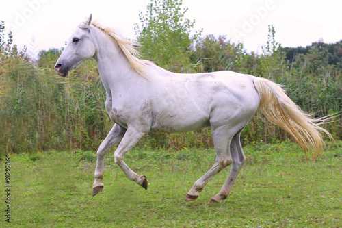 Beautiful gray arabian mare galloping on pasture © acceptfoto