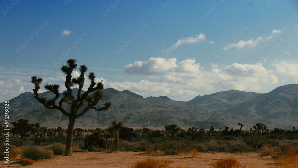 Time Lapse 2035: Time lapse clouds travel over the Joshua Tree National Park, California. Time Lapse 2035: Time lapse clouds travel over the Joshua Tree National Park, California.