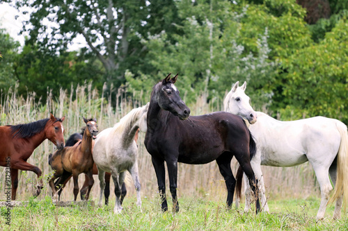Purebred arabian mares and foals on natural environment © acceptfoto