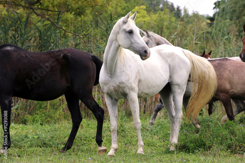 Beautiful gray mare standing on pasture rural scene